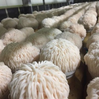 Lion's mane mushrooms growing in greenhouse. Image, UQ